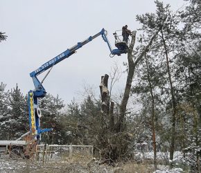 wycinka pielęgnacja drzew Michałów Reginów Grabina podnośnik koszowy